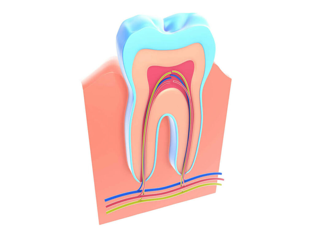 image of the anatomy of a root canal treatment